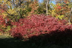 Red Osier Dogwood in fall