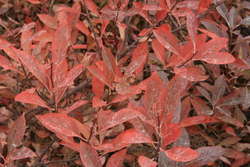 Sandcherry, Fall colour