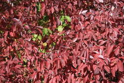 Red Osier Dogwood in fall