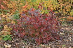 Grey Dogwood, Fall colour