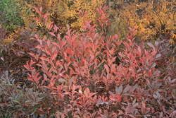 Sandcherry, Fall colour