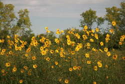 Narrowleaf Sunflower