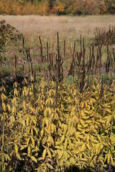 Culver's Root in fall