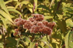 Ironweed seedheads in fall
