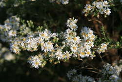 Many Flowered Aster