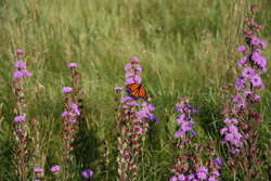 Monarch on Meadow Blazing Star