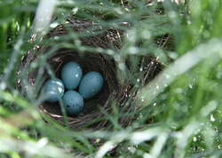 Bird Nest in Harebell