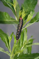 Galium Sphinx Moth caterpillar on Fireweed