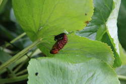 Fritillary Butterfly Chrysalis