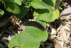Great Spangled Fritillary caterpillar on Violet
