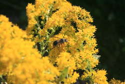 Wasp Pollinator on Showy Goldenrod