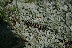 Painted Lady caterpillar on Pussy Toes