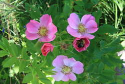 Bee on Prairie Rose