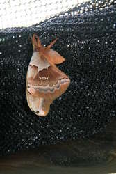 Giant Silk Moth, Polyphemus Moth