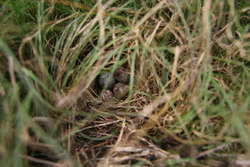Song Sparrow nest