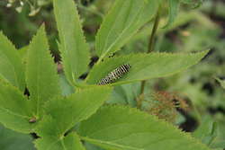 Black Swallowtail Butterfly caterpillar, teenage enstar