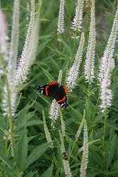 Red Admiral Butterfly on Culver's Root