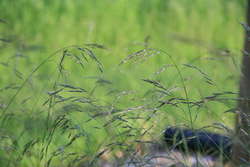 Purple Oat Grass