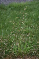 Tufted Hairgrass