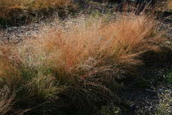 Prairie Dropseed in fall