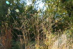 Switchgrass in fall