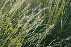Green Needle Grass