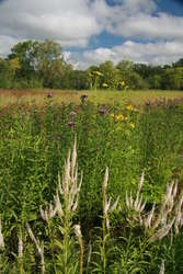 Culver's Root, Ironweed & Tall Coneflower - late July