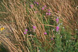 June Grass & Purple Prairie Clover