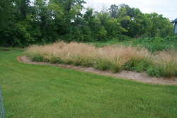 Garden Bed - Tufted Hairgrass - late July
