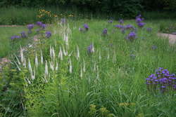 Indian Grass, Culver's Root, Blue Vervain