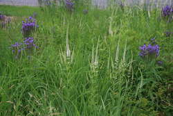 Indian Grass, Culvers Root, Blue Vervain