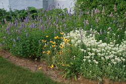 Giant Hyssop, Pearly Everlasting, Black Eyed Susan