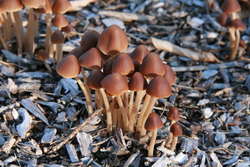 Mushrooms growing in bark chip pathway
