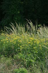 Green Needle Grass