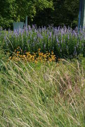 Giant Hyssop, Black Eyed Susan, Green Needle Grass - late June