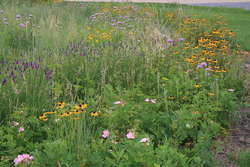 Prairie Rose, Wild Bergamot, Black Eyed Susan, Purple Prairie Clover