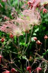 Three Flowered Avens with seed