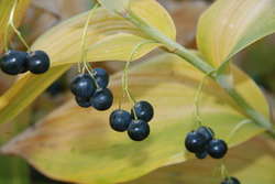 Solomon's Seal berries in fall
