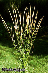 What Does Sweetgrass Look Like?