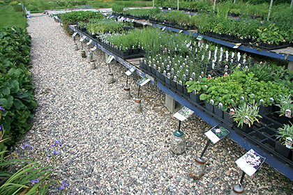 Plant Benches Closeup